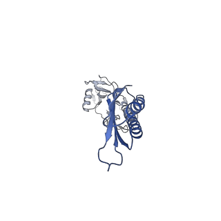 37559_8wi7_w_v1-0
Cryo- EM structure of Mycobacterium smegmatis 70S ribosome, bS1 and RafH.