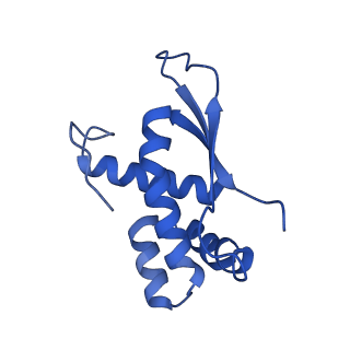 37560_8wi8_Q_v1-0
Cryo- EM structure of Mycobacterium smegmatis 50S ribosomal subunit (body 1) of 70S ribosome, bS1 and RafH.