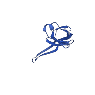 37560_8wi8_U_v1-0
Cryo- EM structure of Mycobacterium smegmatis 50S ribosomal subunit (body 1) of 70S ribosome, bS1 and RafH.