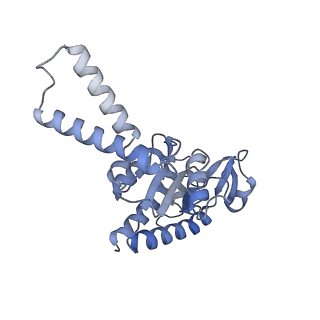 37561_8wi9_c_v1-0
Cryo- EM structure of Mycobacterium smegmatis 30S ribosomal subunit (body 2) of 70S ribosome, bS1 and RafH.