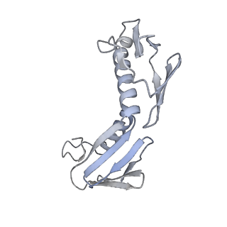 37562_8wib_I_v1-0
Cryo- EM structure of Mycobacterium smegmatis 70S ribosome, E- tRNA and RafH.