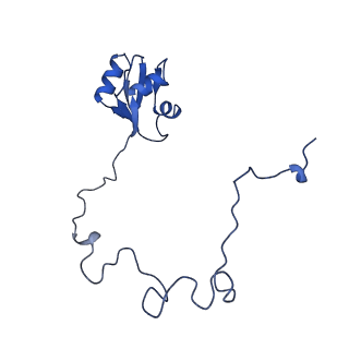 37563_8wic_O_v1-0
Cryo- EM structure of Mycobacterium smegmatis 50S ribosomal subunit (body 1) of 70S ribosome, E- tRNA and RafH.