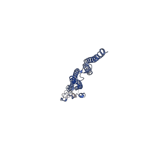 8847_5wjt_J_v1-3
Cryo-EM structure of B. subtilis flagellar filaments N226Y