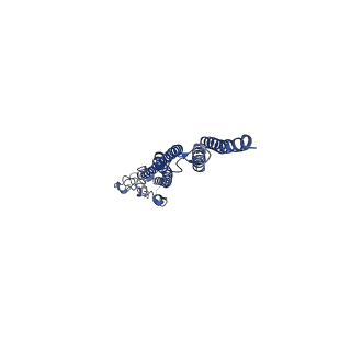 8847_5wjt_T_v1-3
Cryo-EM structure of B. subtilis flagellar filaments N226Y