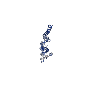 8847_5wjt_W_v1-3
Cryo-EM structure of B. subtilis flagellar filaments N226Y