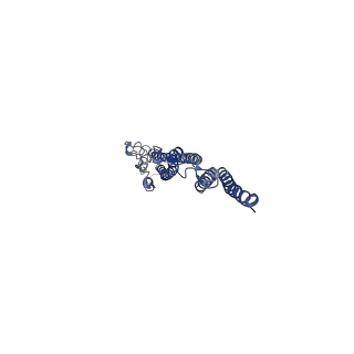 8847_5wjt_k_v1-2
Cryo-EM structure of B. subtilis flagellar filaments N226Y