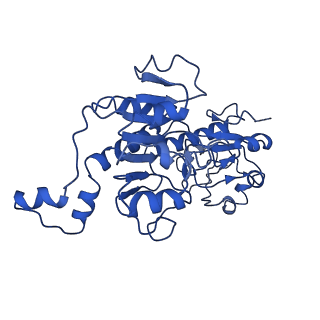 21811_6wkw_B_v1-2
EM structure of CtBP2 with a minimal dehydrogenase domain of CtBP2