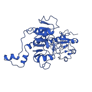 21811_6wkw_B_v1-3
EM structure of CtBP2 with a minimal dehydrogenase domain of CtBP2