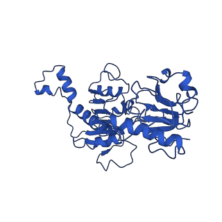 21811_6wkw_C_v1-3
EM structure of CtBP2 with a minimal dehydrogenase domain of CtBP2