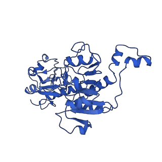 21811_6wkw_D_v1-2
EM structure of CtBP2 with a minimal dehydrogenase domain of CtBP2