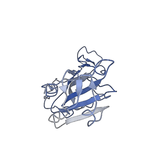32554_7wk0_C_v1-1
Local refine of Omicron spike bitrimer with 6m6 antibody