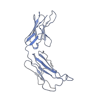 32554_7wk0_E_v1-1
Local refine of Omicron spike bitrimer with 6m6 antibody