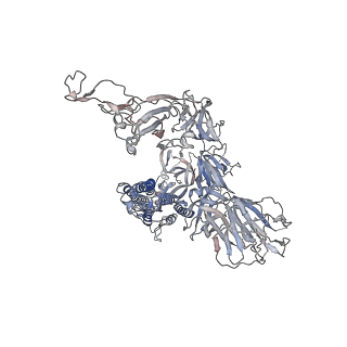 32558_7wk4_C_v2-1
Cryo-EM structure of SARS-CoV-2 Omicron spike protein with ACE2, C1 state