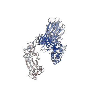 32595_7wlz_A_v1-2
Cryo-EM structure of the Omicron S in complex with 35B5 Fab(1 down-, 1 up- and 1 invisible RBDs)