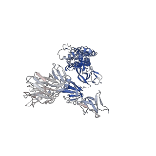 32595_7wlz_C_v1-2
Cryo-EM structure of the Omicron S in complex with 35B5 Fab(1 down-, 1 up- and 1 invisible RBDs)