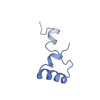 21857_6wnv_D_v1-1
70S ribosome without free 5S rRNA and with a perturbed PTC