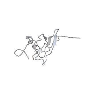 21857_6wnv_X_v1-1
70S ribosome without free 5S rRNA and with a perturbed PTC