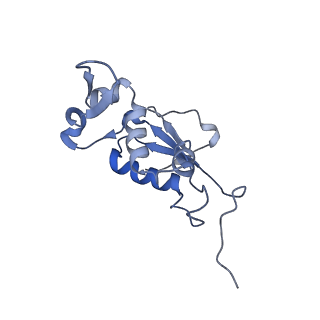 21857_6wnv_j_v1-0
70S ribosome without free 5S rRNA and with a perturbed PTC