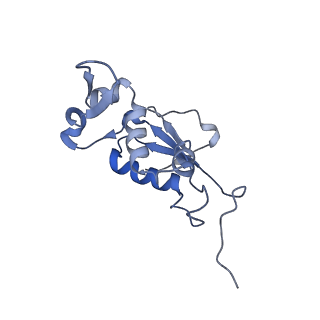 21857_6wnv_j_v1-1
70S ribosome without free 5S rRNA and with a perturbed PTC