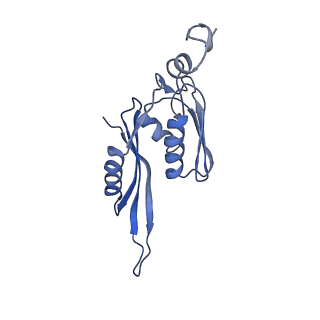 21858_6wnw_J_v1-1
Active 70S ribosome without free 5S rRNA and bound with A- and P- tRNA