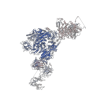 21860_6wot_A_v1-2
Cryo-EM structure of recombinant rabbit Ryanodine Receptor type 1 mutant R164C in complex with FKBP12.6
