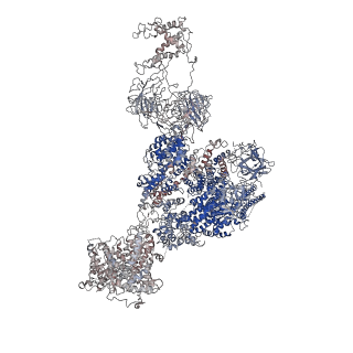 21861_6wou_B_v1-2
Cryo-EM structure of recombinant mouse Ryanodine Receptor type 2 mutant R176Q in complex with FKBP12.6 in nanodisc