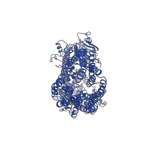 37690_8woi_A_v1-0
Structure of the wild-type Arabidopsis ABCB19 in the apo state