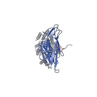 37697_8wos_B_v1-0
Cryo-EM structure of human SIDT1 protein with C1 symmetry at low pH