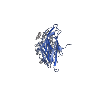 37698_8wot_B_v1-0
Cryo-EM structure of human SIDT1 protein with C2 symmetry at low pH