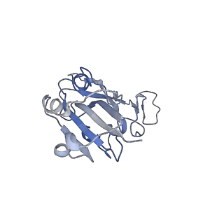 37702_8woy_B_v1-2
Cryo-EM structure of SARS-CoV-2 Omicron BA.4/5 RBD in complex with rabbit ACE2 (local refinement)