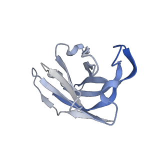 21864_6wps_H_v1-1
Structure of the SARS-CoV-2 spike glycoprotein in complex with the S309 neutralizing antibody Fab fragment