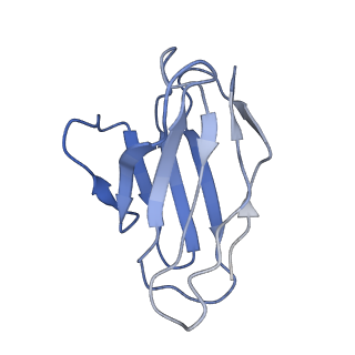 32676_7wp6_C_v1-1
Cryo-EM structure of SARS-CoV-2 recombinant spike protein STFK in complex with three neutralizing antibodies