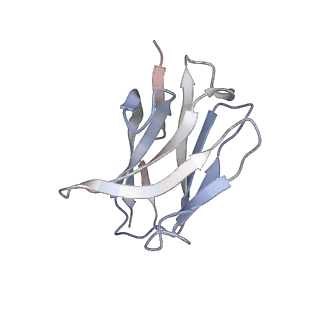 32678_7wp8_H_v1-1
Cryo-EM structure of SARS-CoV-2 recombinant spike protein STFK1628x in complex with three neutralizing antibodies