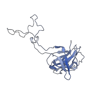 21873_6wqq_L_v1-1
Structure of the 50S subunit of the ribosome from Methicillin Resistant Staphylococcus aureus in complex with the antibiotic, radezolid
