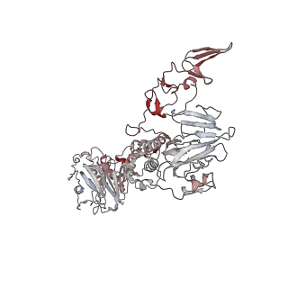 32713_7wqt_R_v1-1
Cryo-EM structure of VWF D'D3 dimer complexed with D1D2 at 4.3 angstron resolution (VWF tube)