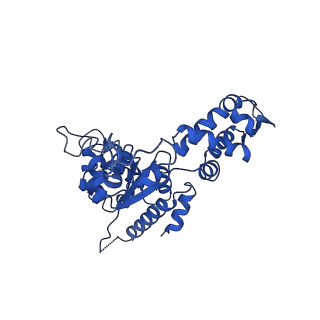 21892_6wsg_C_v1-1
ClpX-ClpP complex bound to ssrA-tagged GFP, intermediate complex