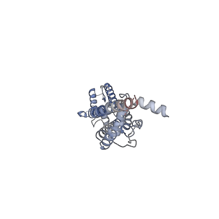32768_7wsv_D_v1-1
Cryo-EM structure of the N-terminal deletion mutant of human pannexin-1 in a nanodisc