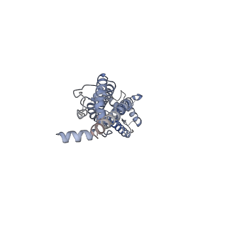 32768_7wsv_G_v1-1
Cryo-EM structure of the N-terminal deletion mutant of human pannexin-1 in a nanodisc