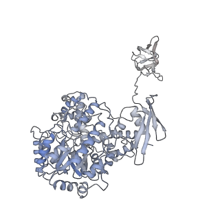 32773_7wta_C_v1-1
Cryo-EM structure of human pyruvate carboxylase in apo state