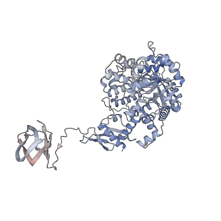 32775_7wtb_D_v1-1
Cryo-EM structure of human pyruvate carboxylase with acetyl-CoA