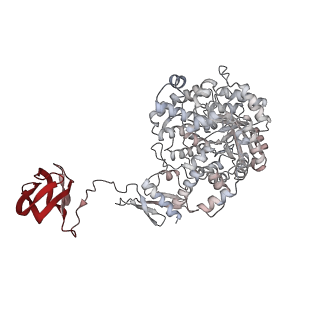 32778_7wtc_D_v1-1
Cryo-EM structure of human pyruvate carboxylase with acetyl-CoA in the ground state