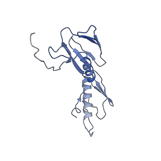 21907_6wu9_G_v1-1
50S subunit of 70S Ribosome Enterococcus faecalis MultiBody refinement