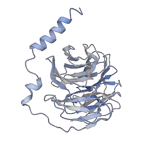32837_7wuj_B_v1-1
Tethered peptide activation mechanism of adhesion GPCRs ADGRG2 and ADGRG4