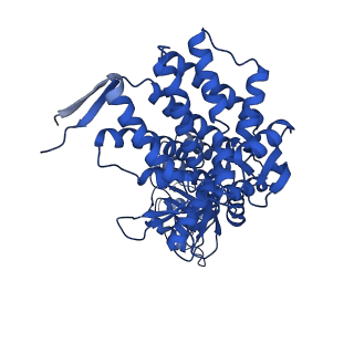 37853_8wuc_I_v1-0
Cryo-EM structure of H. thermoluteolus GroEL-GroES2 football complex