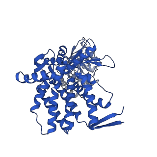 37862_8wuw_D_v1-0
Cryo-EM structure of H. thermophilus GroEL-GroES2 asymmetric football complex