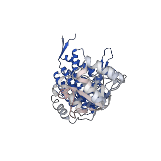 37862_8wuw_I_v1-0
Cryo-EM structure of H. thermophilus GroEL-GroES2 asymmetric football complex