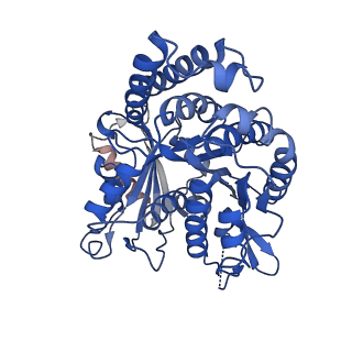 21924_6wvr_C_v1-3
Tubulin dimers from a 13-protofilament, Taxol stabilized microtubule