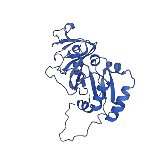 21955_6wxe_c_v1-2
Cryo-EM reconstruction of VP5*/VP8* assembly from rhesus rotavirus particles - Upright conformation