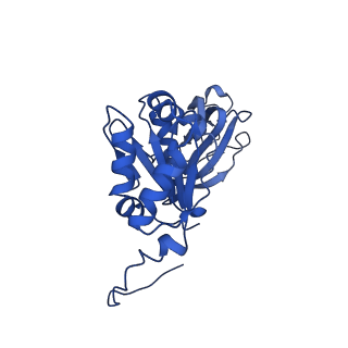 21955_6wxe_q_v1-2
Cryo-EM reconstruction of VP5*/VP8* assembly from rhesus rotavirus particles - Upright conformation