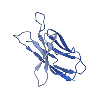 21961_6wxl_J_v1-1
Cryo-EM structure of the VRC315 clinical trial, vaccine-elicited, human antibody 1D12 in complex with an H7 SH13 HA trimer